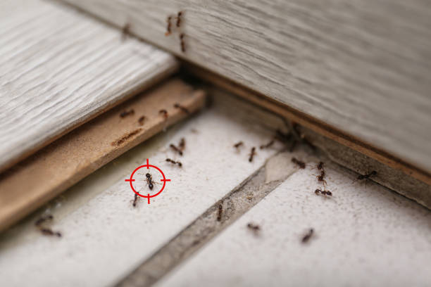 Best Affordable Pest Control Services  in Gloucester Point, VA