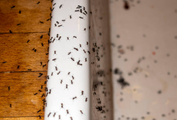 Professional Pest Control in Gloucester Point, VA
